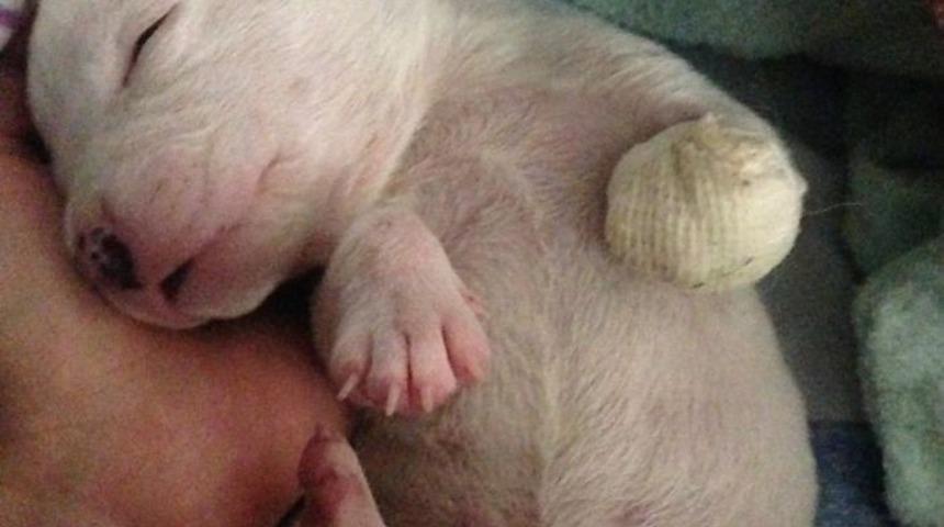 Sol Patisi Annesi Ve Kardeşleri Tarafından Yenen Küçük Nicholas'ın Hikayesi Sizi Duygulandıracak!