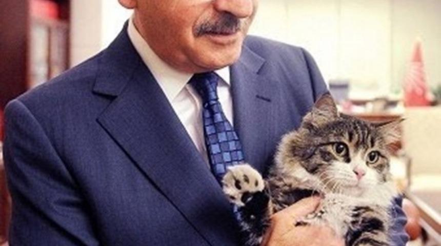 Sosyal Demokrat Kedi Şero CHP Kurultayına Hazırlanıyor
