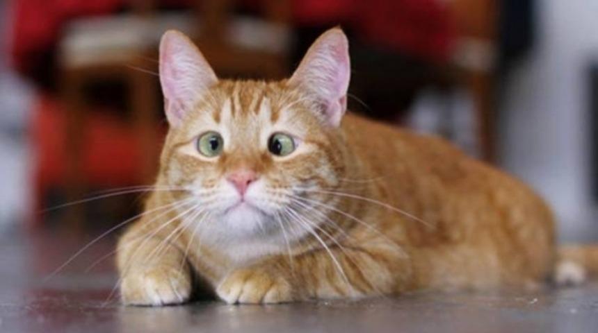 Şehla G&ouml;z&uuml;n Ayrı G&uuml;zel Olduğunu Kanıtlayan 11 Şaşkın Kedi