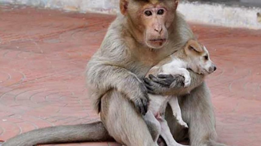 Sokakta Bulduğu Yavru K&ouml;peğe Kol Kanat Geren Cefakar Makak