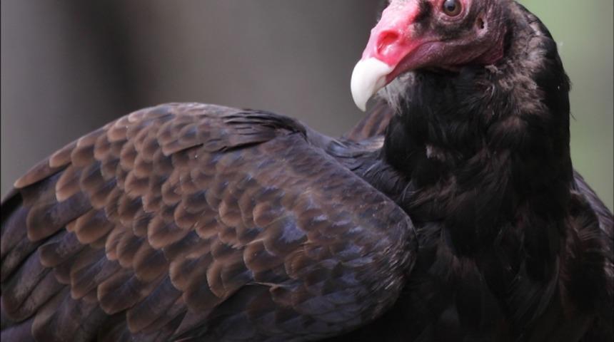 Kuşlar Koku Alabilir mi?