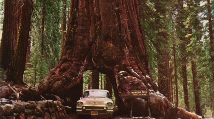 Dünya Üzerinde Kaç Adet Ağaç Var?