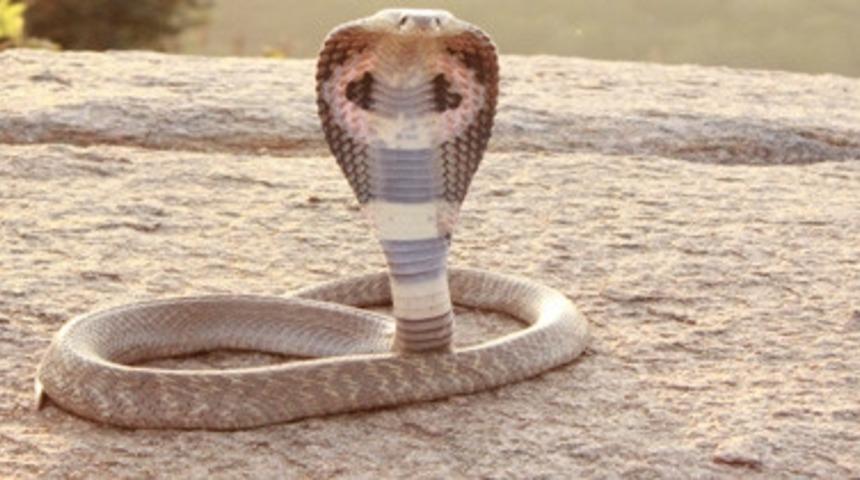 Yılanların Kendi Zehirlerine Karşı Bağışıklığı Bulunuyor mu?