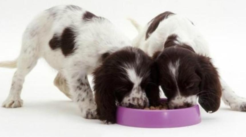 K&ouml;pek, Tanıdığı K&ouml;peğe 'Torpil' Yapıyor