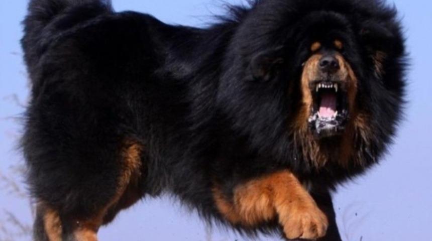 Bir Eşek Kadar Y&uuml;ksek Ve Sesi Bir Aslanınki Kadar G&uuml;&ccedil;l&uuml;: Tibet Mastifi