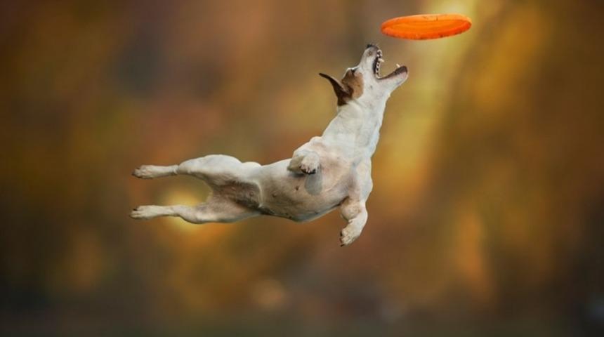 Resmen U&ccedil;uyorlar! K&ouml;pekler Aleminin Muslera'ları Burada