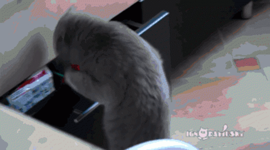 Kedilerin Evde &Uuml;stlendikleri "Aşırı &Ouml;nemli" 17 İş