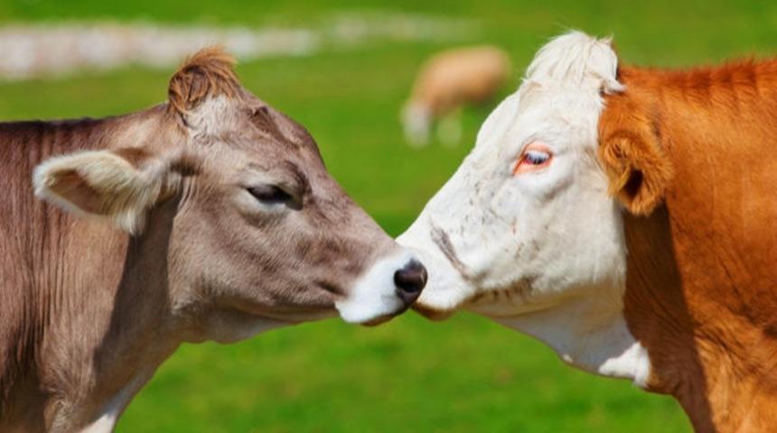 Canlı Manyetizması Nedir?