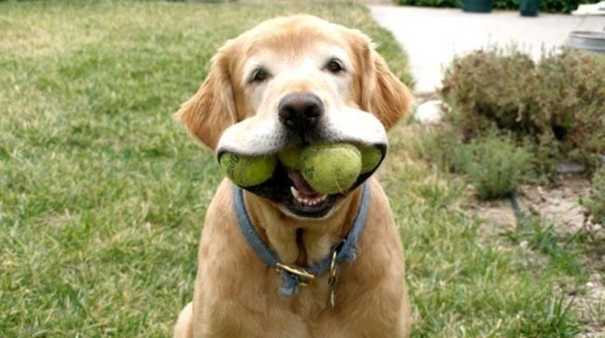 Köpekler Neden Yakalamaca Oynar?