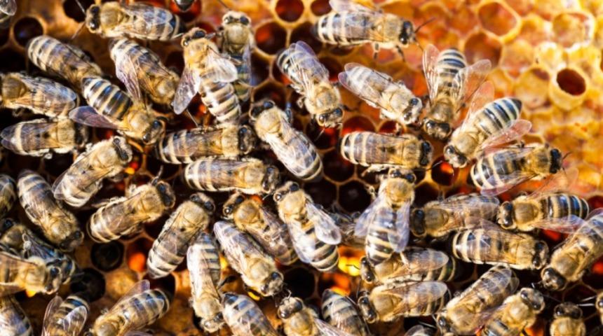 Balarıları Kış Mevsiminde Nasıl Hayatta Kalır?