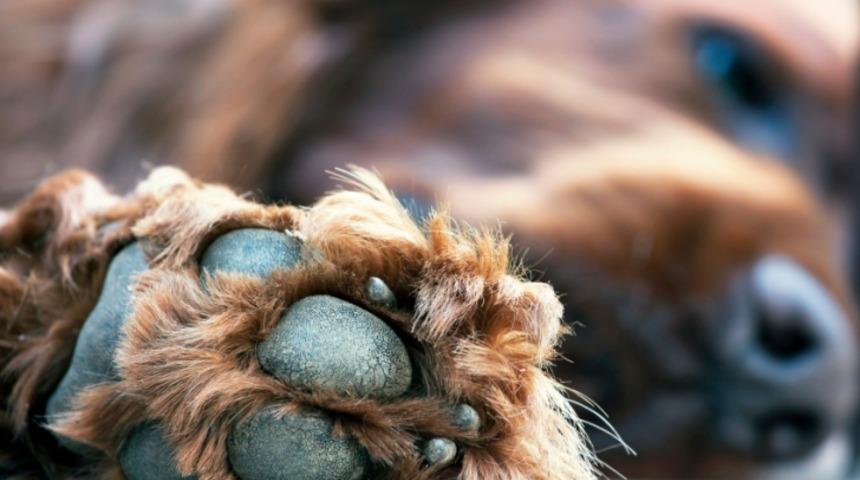 Neden K&ouml;peğinizin Patileri Patlamış Mısır Gibi Kokar?