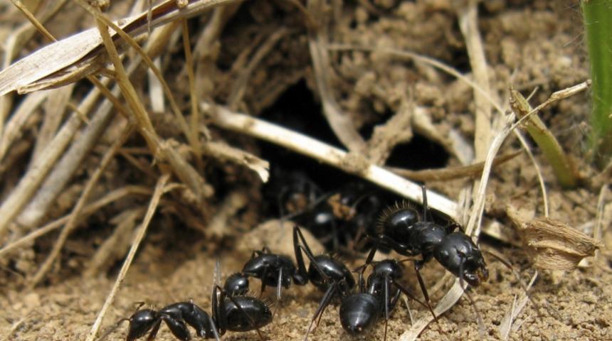 B&ouml;cekler Dışkılarını Ne Yapar?
