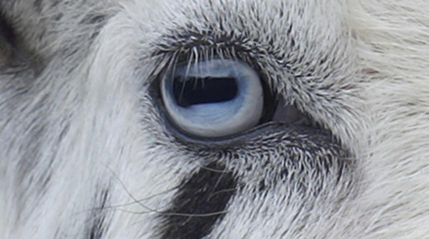 Ke&ccedil;ilerin G&ouml;zleri Neden Bu Kadar Tuhaftır?