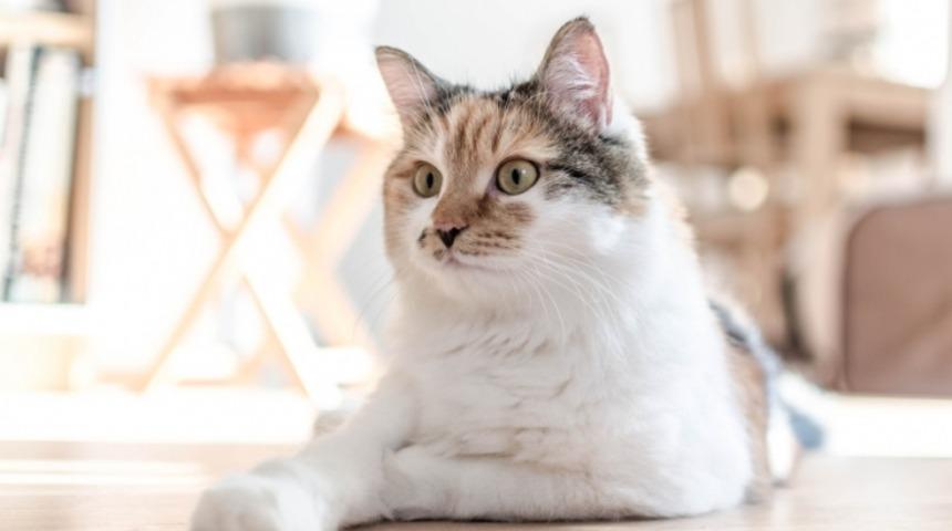 Neden Benekli Kediler Hemen Hemen Her Zaman Dişidir (ve Her Zaman Farklı G&ouml;r&uuml;n&uuml;rler)?