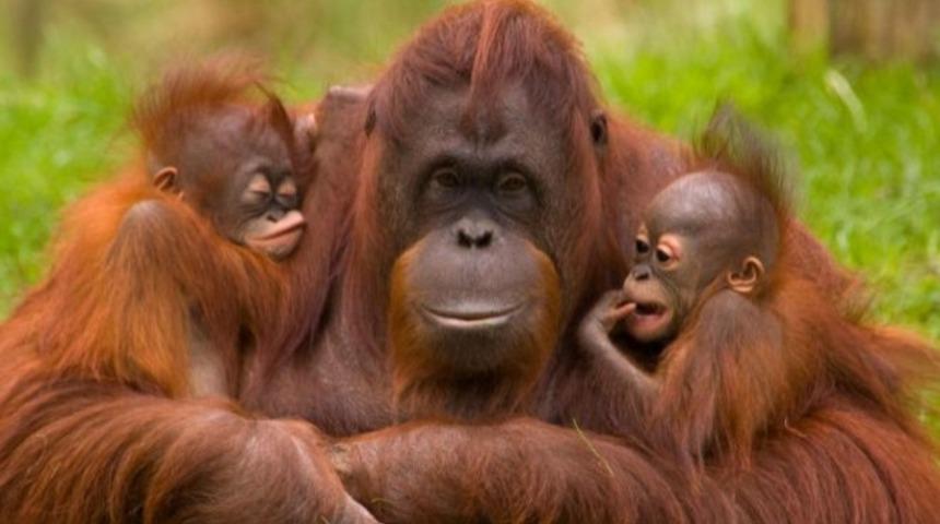 Hayvanlar Aleminin Muhteşem Anneleri