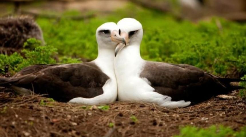 Bazı Canlılar Neden Tek Eşliliğe Evrildi?