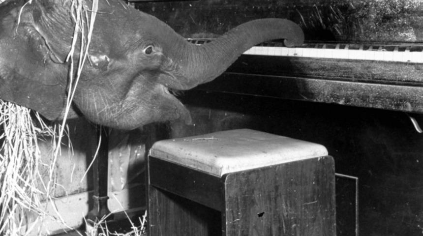 Sirk Fili Butch'ın H&uuml;z&uuml;nl&uuml; Hikayesi