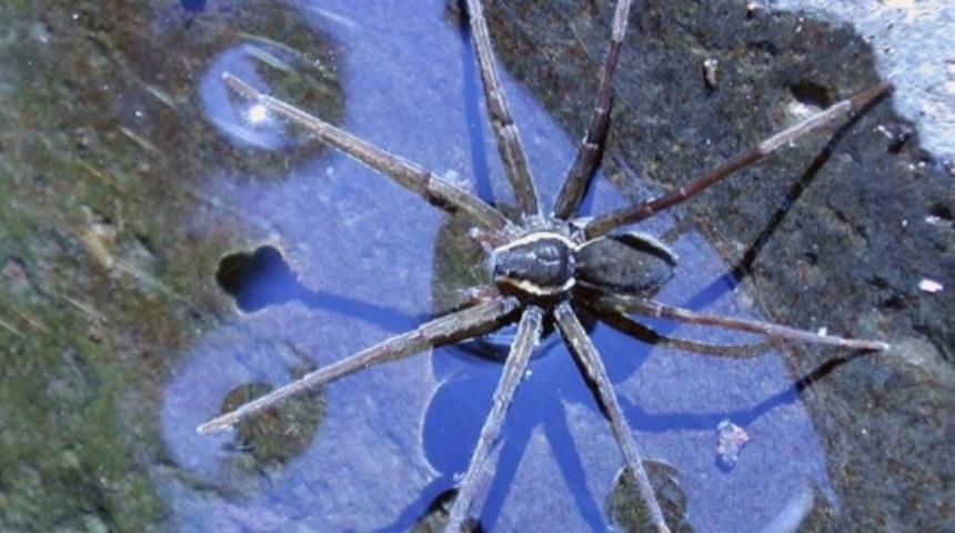 Balık Avlayan &Ouml;r&uuml;mcek T&uuml;r&uuml; Keşfedildi!