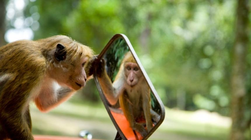 Hayvanlar Aynadaki Yansımalarını Fark Edebilir mi?