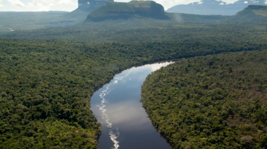 Amazon’da Kaç Tane Ağaç Var?