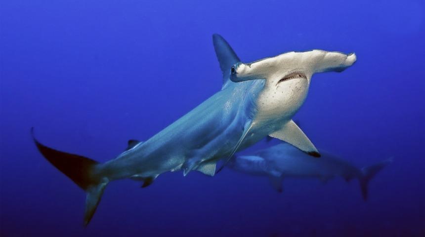 &Ccedil;eki&ccedil; Başlı K&ouml;pekbalıklarının Kafaları Neden Bu Şekilde?