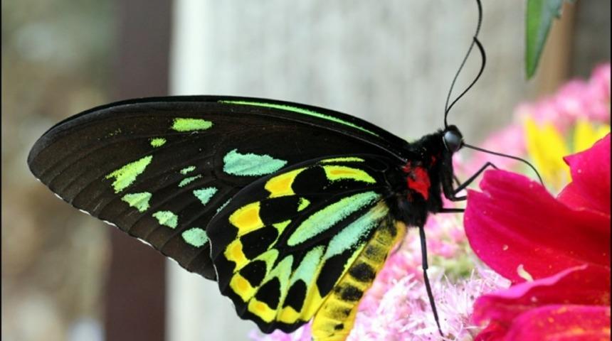 Kelebekler Hi&ccedil; de Sandığınız Kadar Masum Değiller!