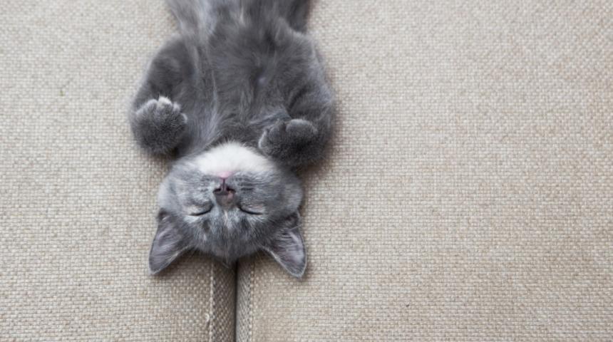 Kediler Hakkında Muhtemelen Bir&ccedil;oğumuzun Bilmediği 12 Şey!