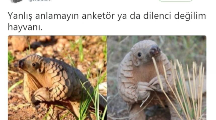 Kahkaha Tufanına Hazır Mısınız? Hayvanları İşin İ&ccedil;ine Katıp Bizleri G&uuml;ld&uuml;rmeyi Başaran Twitter Alemi ve Minnoş Hayvanlar.