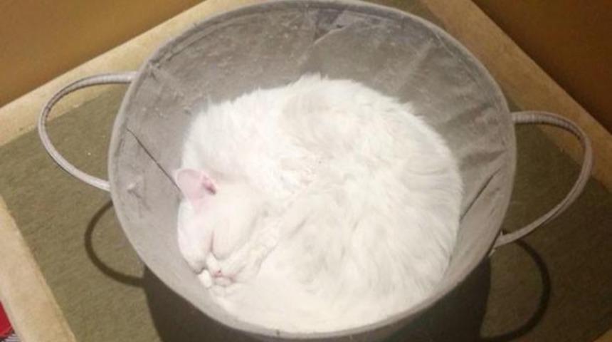 Yer ve şekil ayırt etmeden her yere giren kediler