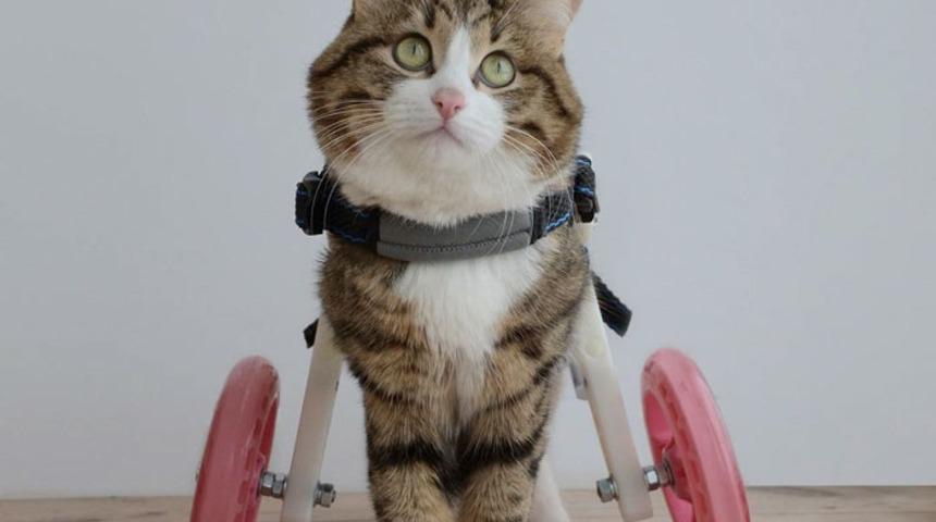 Engelli olmanın yetersizlik olmadığının kanıtı: Koca Yürekli Rexie