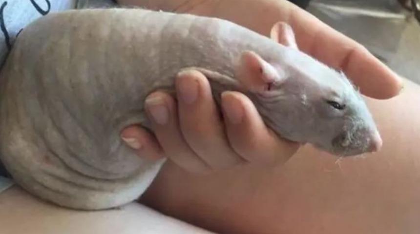 İ&ccedil;i fesat olanları hemen deşifre edecek 15 g&ouml;rsel!