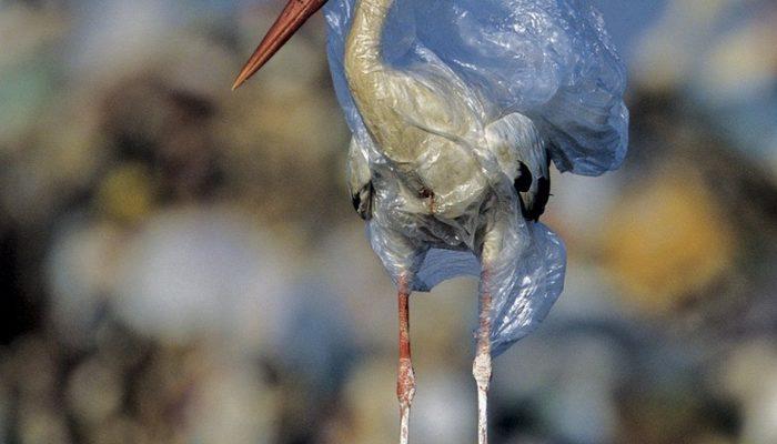 Plastik atıkların pençesindeki deniz canlıları