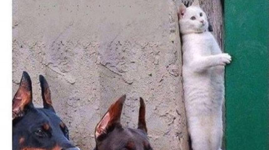 G&uuml;lmekten kırılmak isteyenler işte haftanın en komik Tweet'leri!