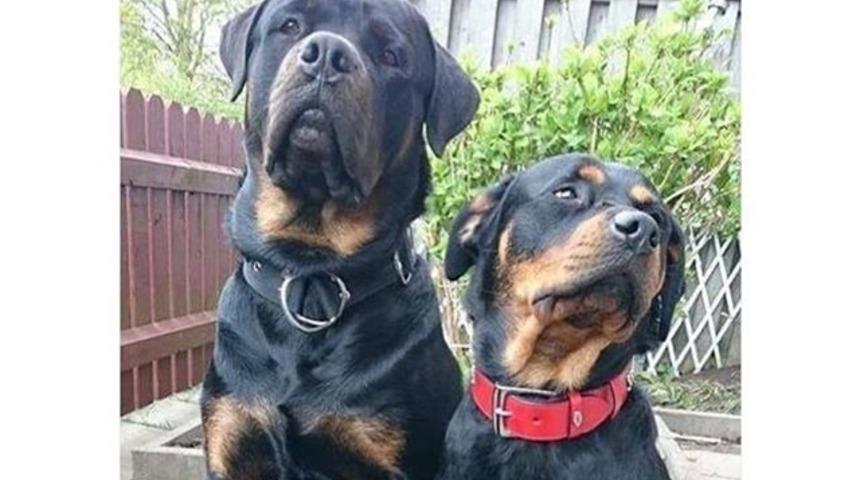 G&uuml;lmekten kırılmak isteyenler işte haftanın en komik Tweet'leri!