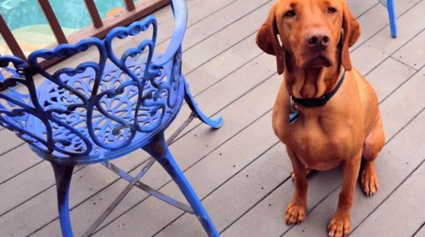 Sahibini karşılamak i&ccedil;in &ccedil;ok sıradışı bir y&ouml;ntem se&ccedil;en k&ouml;pek Murray ile tanışın!