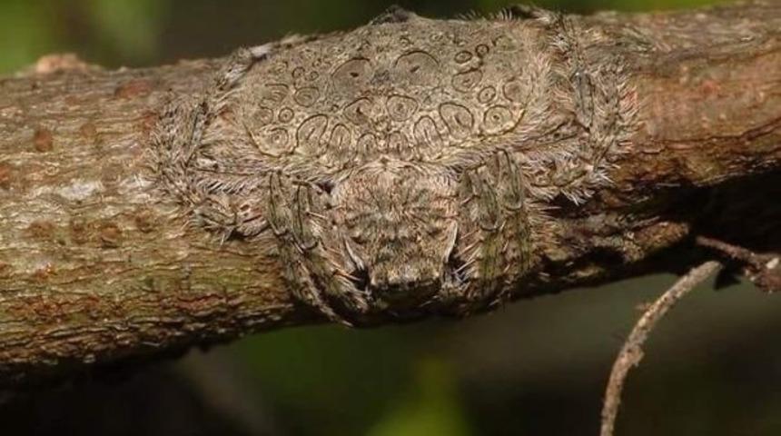 Doğanın acımasız olduğunu hatırlatan 25 görsel (Uyarı:Bazı görseller rahatsız edici olabilir.)