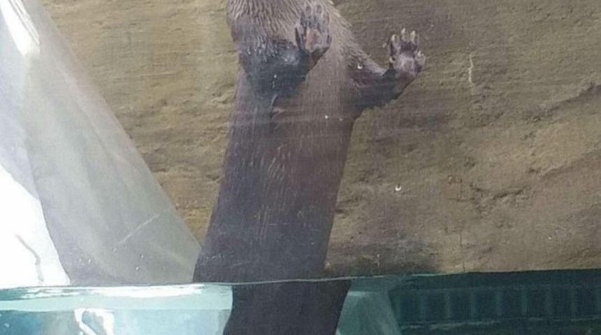 Başrol&uuml;nde hayvanların olduğu birbirinden eğlenceli snap'ler