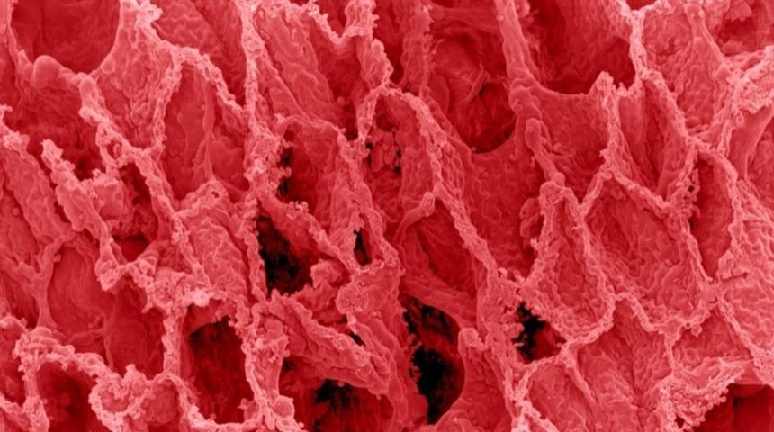 Organların mikroskop altında nasıl göründüğünü hiç merak ettiniz mi?