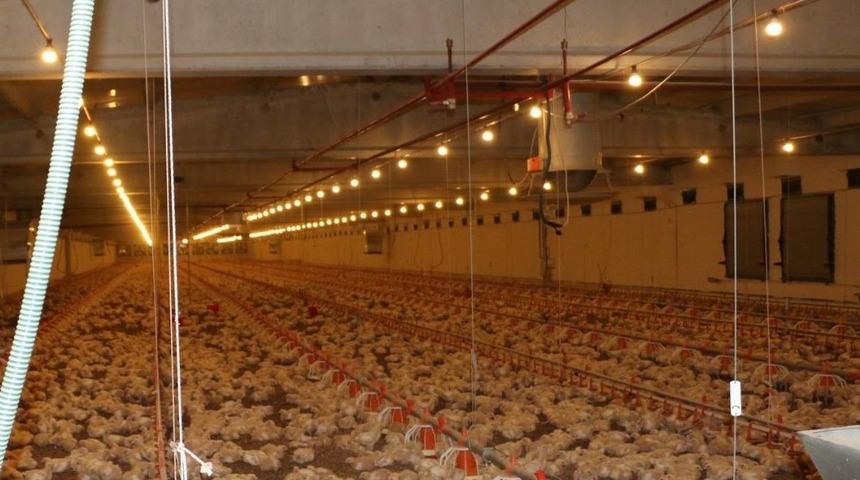 Erzincan&rsquo;da etlik pili&ccedil; yetiştiriciliği artıyor