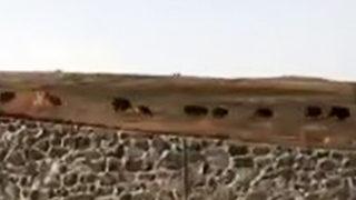 Varto’da domuz sürüsü görüntülendi