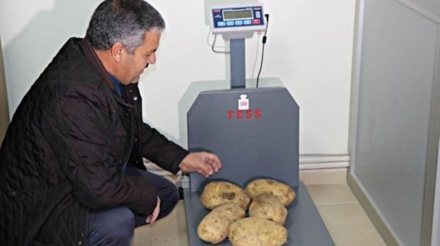 Nevşehir patatesi Diyarbakır karpuzu ile yarışıyor