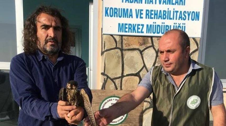 Yaralı Doğan ve Erguvan Balık&ccedil;ıl kuşu tedavi altına alındı