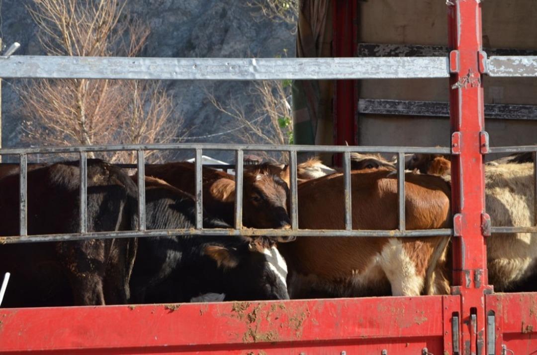 Artvin&rsquo;de gen&ccedil; &ccedil;ift&ccedil;ilere b&uuml;y&uuml;kbaş hayvan dağıtımı yapıldı