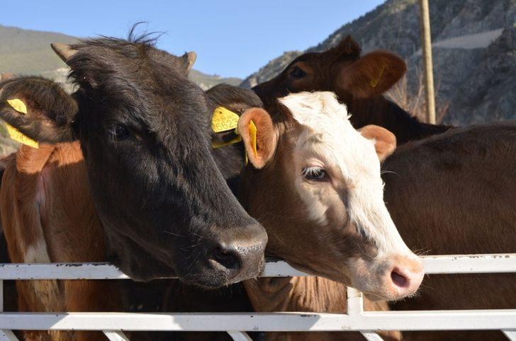 Artvin’de genç çiftçilere büyükbaş hayvan dağıtımı yapıldı G5