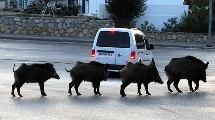Bodrum'da domuzlar yerleşim yerine indi