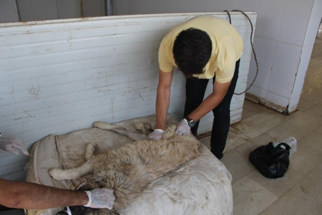 Yaralı k&ouml;peğe belediye sahip &ccedil;ıktı