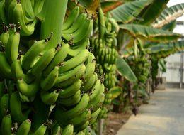 Jeotermal serada müz üretimi yüz güldürdü