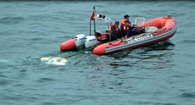 Zonguldak açıklarında ceset sanılan cisim yunus ölüsü çıktı