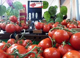 'Sofranın kralı' domates tarlada 3, İstanbul’da 8 lira