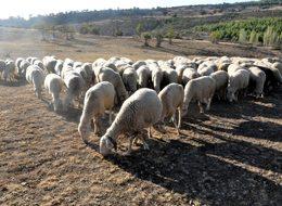 'Küçükbaş hayvancılıkla ithal et sorunundan kurtuluruz'